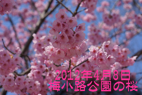 梅小路公園の桜.jpg