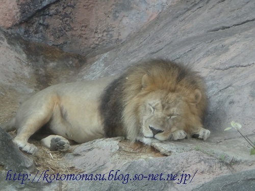 眠れる獅子.jpg